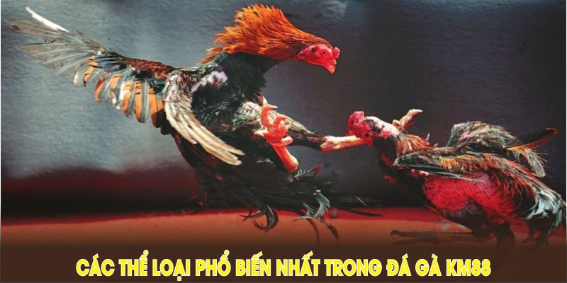 Các thể loại phổ biến nhất trong đá gà KM88 thu hút đông đảo người chơi