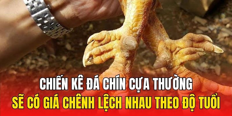 Chiến kê đá chín cựa thường sẽ có giá chênh lệch nhau theo độ tuổi