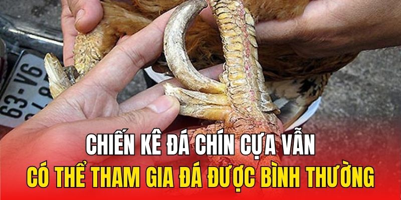 Chiến kê đá chín cựa vẫn có thể tham gia đá được bình thường