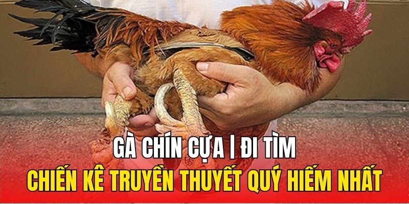 Gà Chín Cựa