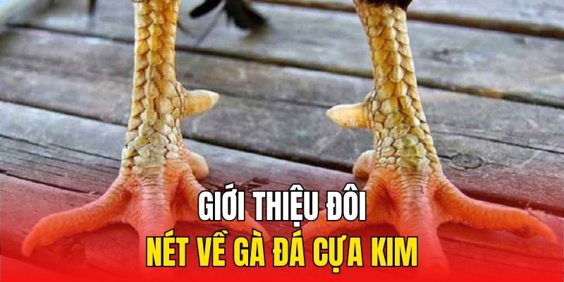 Giới thiệu đôi nét về gà đá cựa kim