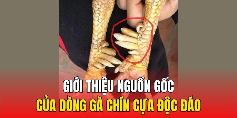 Giới thiệu nguồn gốc của dòng gà chín cựa độc đáo