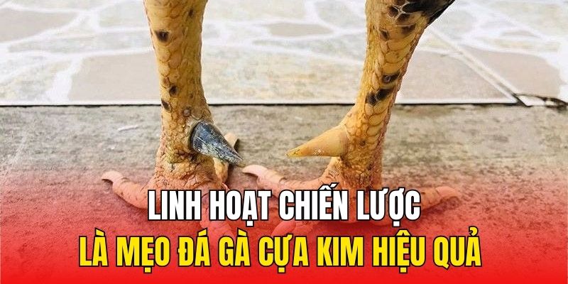 Linh hoạt chiến lược là mẹo đá gà cựa kim hiệu quả