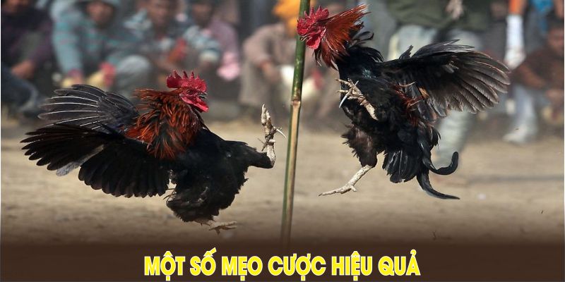 Một số mẹo cược hiệu quả tại đá gà KM88 nâng cao cơ hội giành chiến thắng