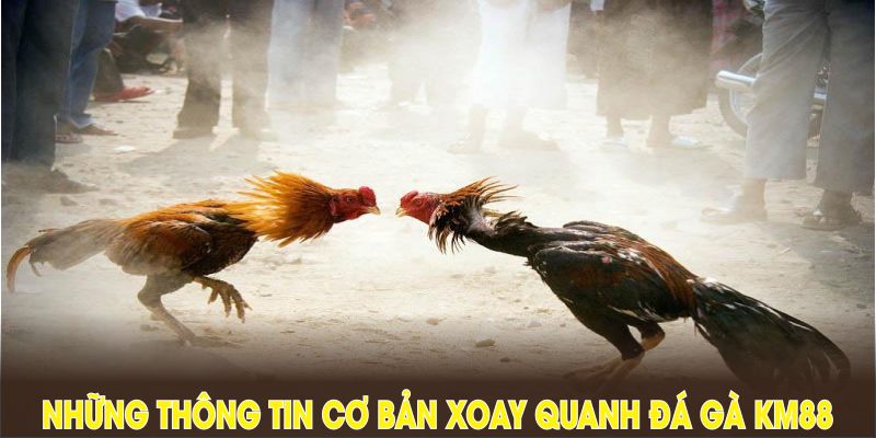 Những thông tin cơ bản xoay quanh đá gà KM88 thu hút đông đảo tay chơi