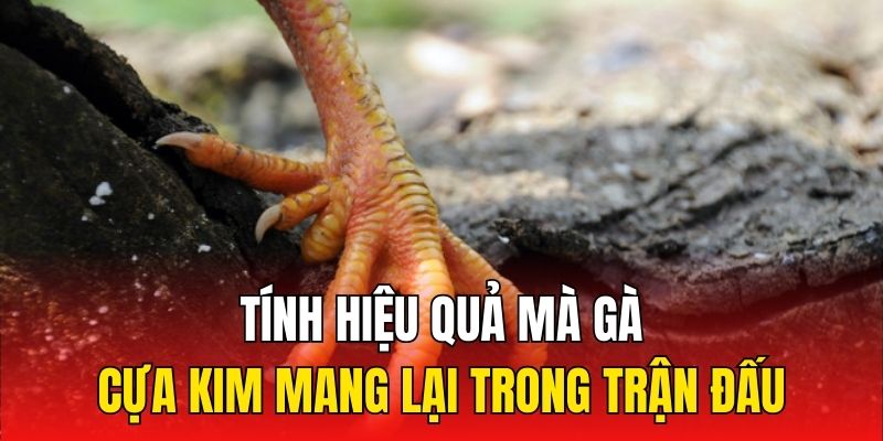 Tính hiệu quả mà gà cựa kim mang lại trong trận đấu