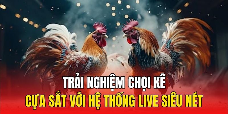 Trải nghiệm chọi kê cựa sắt với hệ thống live siêu nét