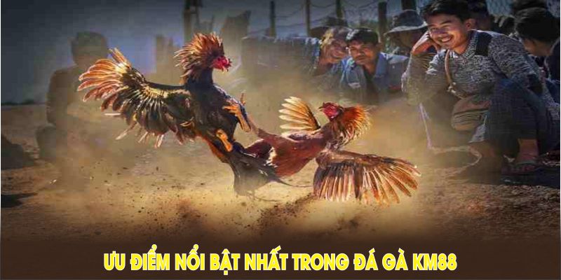 Đánh giá những ưu điểm nổi bật nhất trong đá gà KM88